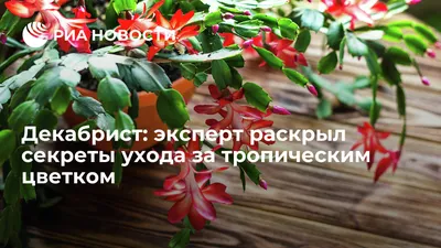 Как заставить цвести Декабрист (Шлюмбергеру) на Рождество | новости Днепра  | Дніпровська панорама