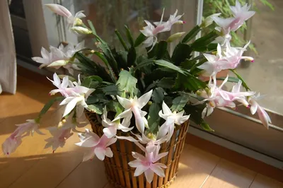 Саженцы декабриста, Шлюмбергера Буклей (Schlumbergera bucklei) Р9  (ID#1051232405), цена: 40 ₴, купить на Prom.ua