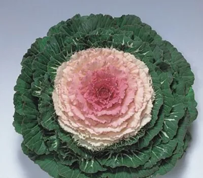 Купить семена Капуста декоративная Нагойя красная в каталоге семян  однолетних цветов с доставкой почтой