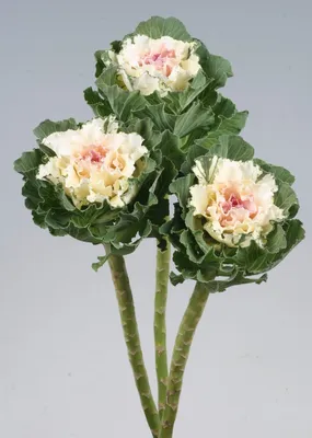 Доброе утро ☀️красивый букет вышел из брассики ! Брассика -декоративная  капуста, которую издалека можно принять за розу. 🥀 | Instagram