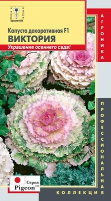 Декоративная капуста стоковое изображение. изображение насчитывающей  естественно - 149432301