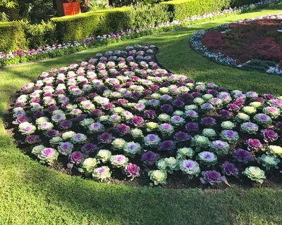 Капуста Кале декоративная смесь (Ornamental Kale)