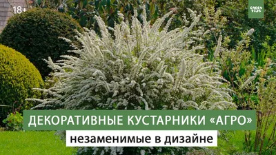 Декоративные кустарники – главное украшение участка - Амрита