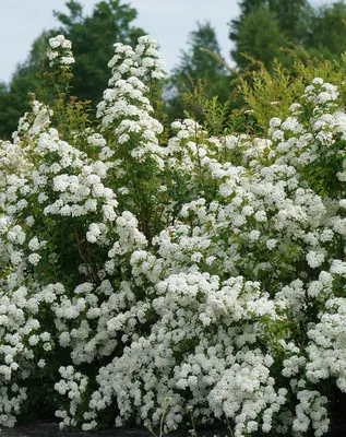 🌳🌿 Малоуходные кустарники для вашего сада Декоративные кустарники-неотъемлемая  часть каждого садового участка. Они добавляют рельефа и… | Instagram