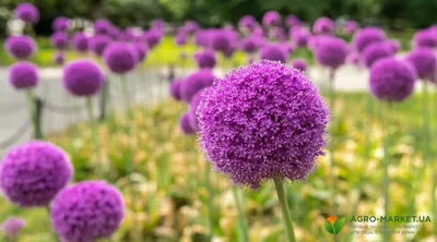 Декоративный лук в дизайне сада - GreenMarket