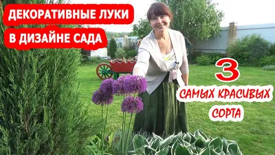 Посадка аллиума: как правильно выращивать декоративный лук - Agro-Market