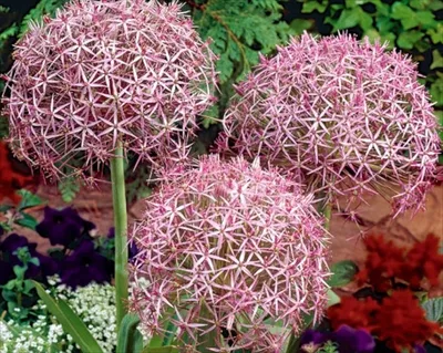 Лук декоративный (Аллиум) Гигантеум / (Allium giganteum) - Аллиумы ( Декоративные луки) - купить недорого аллиум в Москве в интернет-магазине  Сад вашей мечты