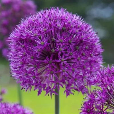 Allium * Декоративный лук | Allium * Декоративный лук | Flickr