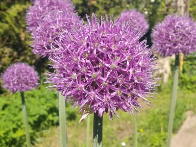 Декоративный лук Круглоголовый (Allium Sphaerocephalon) (ID#1350601081),  цена: 90 ₴, купить на Prom.ua