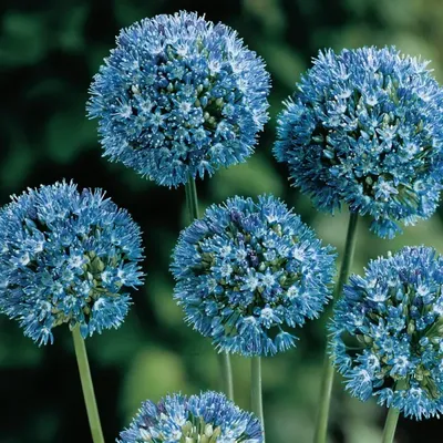 Купите Allium Azureum (Лук декоративный Азуреум) 5шт 🌹 из питомника Долина  роз с доставкой!