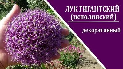 Лук декоративный Атропурпуреум - Осень - Лук декоративный - Луковичные -  Семена и саженцы почтой от НПО Сады России (Сад и огород). Интернет-магазин  посадочного материала.