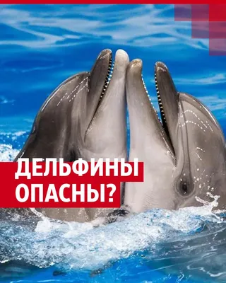 Дельфин Dolphin