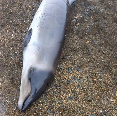 красивый дельфин, выпрыгивающий из моря с чистой голубой водой в солнечный  день Стоковое Изображение - изображение насчитывающей мило, день: 228637403