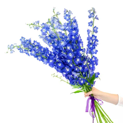 Дельфиниумы (Delphinium): описание, виды и сорта | Цветочная поляна - Все  про цветы | Дзен