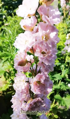 Букет из голубого дельфиниума - заказать доставку цветов в Москве от Leto  Flowers