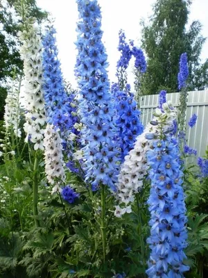 Дельфиниум многолетний - посадка и уход, фото | Delphinium, Flower seeds,  Flower garden