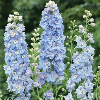 Дельфиниум (Delphinium) - купить в Минске с доставкой, цена и фото в  интернет-магазине Cvetok.by