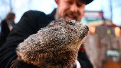 День сурка (Groundhog Day), Харольд Рэмис