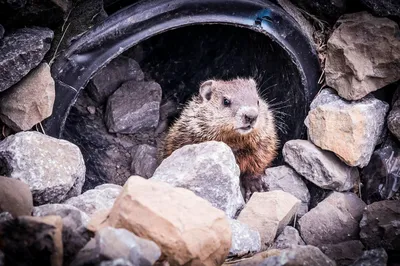 День сурка Groundhog Day Мои Путешествия по США (Кошкина Татиана) / Проза.ру