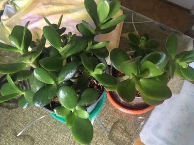 Толстянка овата Хоббит (Crassula ovata Hobbit) - «Денежное дерево 🌿 Как  сделать стильную крону 🌿Моя коллекция Крассула Хоббит» | отзывы