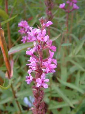 Дербенник иволистный \"Lythrum\"