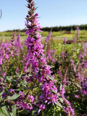 Дербенник иволистный Lythrum salicaria \"Zigeunerrblut\" : P9 | Сибирские  газоны - Сибирские газоны