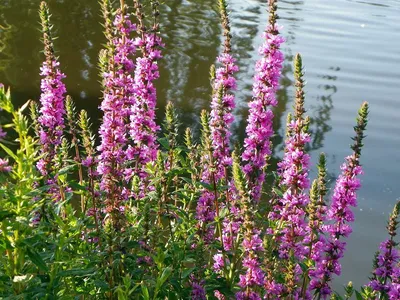 Дербенник иволистный (Lythrum salicaria `Morden Pink`) - Дербенник  иволистный - Дербенник - Многолетники - Каталог - LESKOVO-PITOMNIK.ru