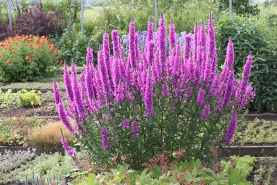 Купить Дербенник иволистный Роберт Lythrum salicaria Robert - в питомнике  Флорини