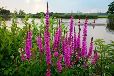 Дербенник прутьевидный Rose Queen Lythrum virgatum Rose Queen - купить сорт  в питомнике, саженцы в Санкт-Петербурге