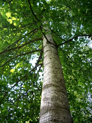 Купить саженцы Осины 🌱по цене от 3 900₽ из питомника с доставкой |  Питомник «Зелёная Фазенда»