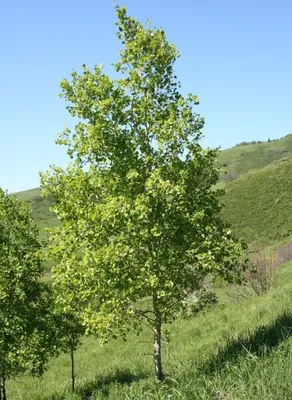 Саженцы осины обыкновенной в Кишиневе, Populus tremula дерево в Молдове |  PLANTE.md