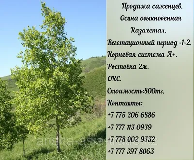 Саженцы осины обыкновенной в Кишиневе, Populus tremula дерево в Молдове |  PLANTE.md