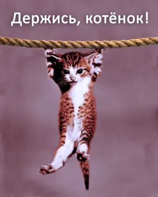 Держись, котенок | Kitten, Animals, Cats