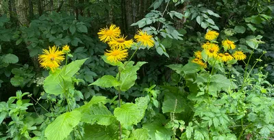 Девясил великолепный \"Inula\" купить по цене цена по запросу от питомника  саженцев и растений Центросад | Фото и консультация по уходу