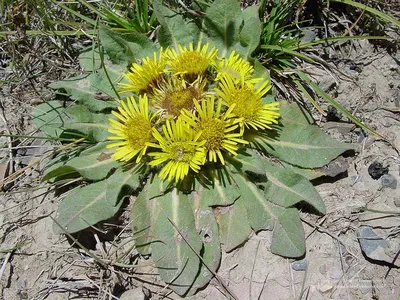 Фотокаталог растений: Девясил высокий (Inula helenium)