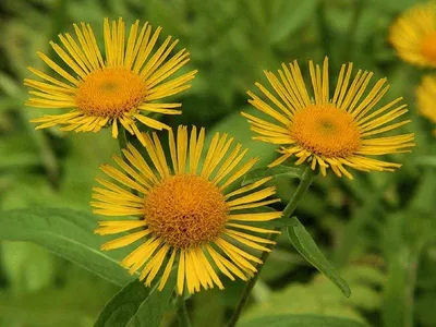 Девясил высокий (Inula Helenium L.) - «Гигант девясил» | отзывы