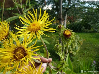 Девясил - Inula. Флора Ульяновской области.