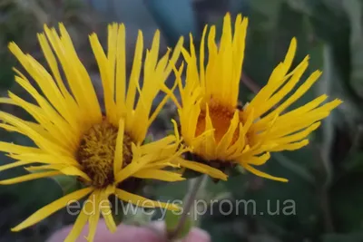 Inula helenium - Изображение особи - Плантариум