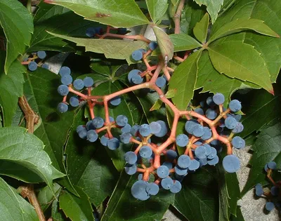 Девичий виноград фото