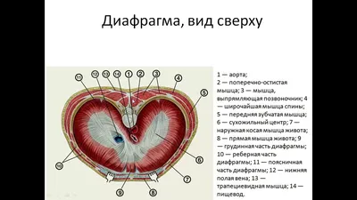 Диафрагма фотоаппарата - Энциклопедия фотографии