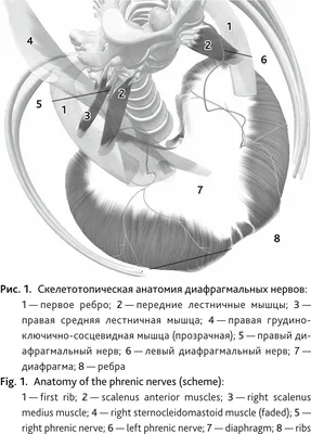 Диафрагма тормозной камеры ЕВРО-2 (тип-24) 100-3519250 купить в Иркутске -  Химсервис