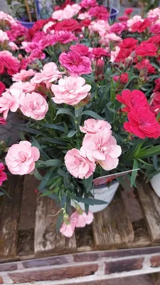 Dianthus Doris