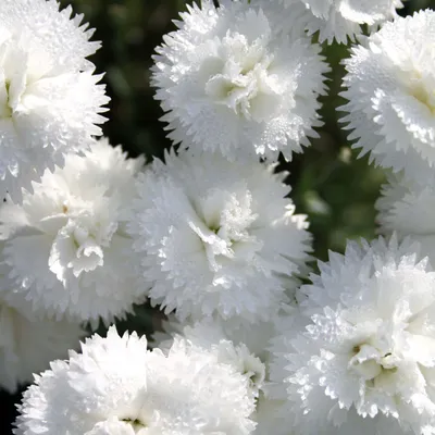 DIANTHUS barbatus SWEET PURPLE - Muller Seeds