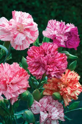 Dianthus – Bundle | Sweet Peas Flower Shop