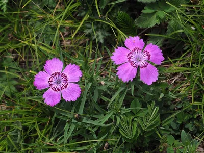 Dianthus chinensis L. | Plants of the World Online | Kew Science