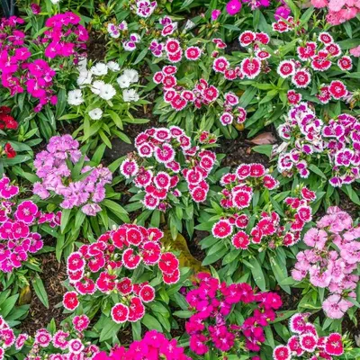 Dianthus superbus - Wikipedia