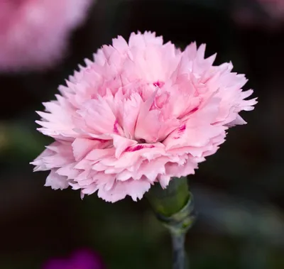 Dianthus Tricolour