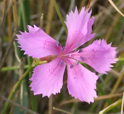 Dianthus Seguieri - Elshio