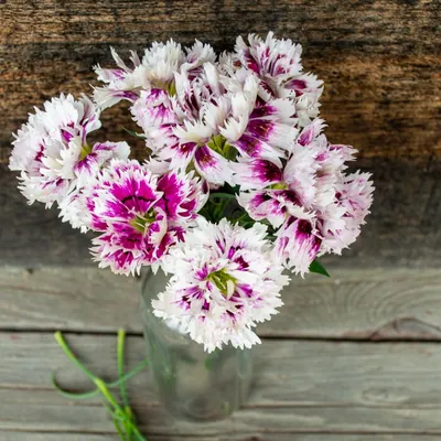 Dianthus haematocalyx dianthus haematocalyx hi-res stock photography and  images - Alamy