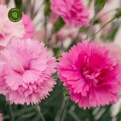 Dianthus, Picotee Fantasy – William Dam Seeds